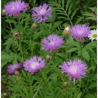 Centaurea dealbata